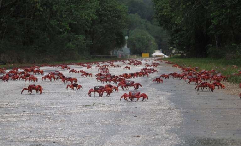 VÍDEO: milhões de caranguejos-vermelhos invadem estradas na Austrália