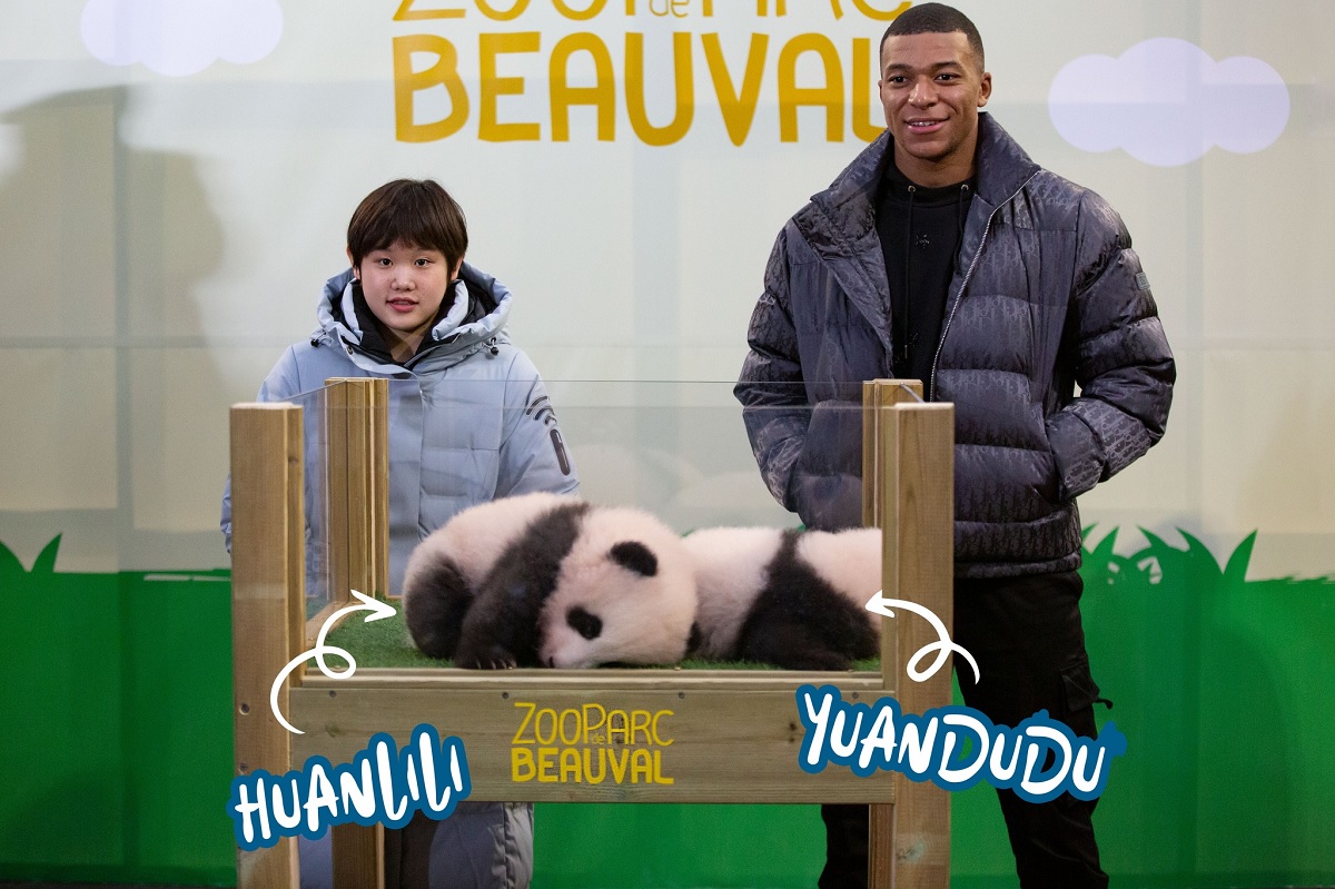 Mbappé vira padrinho de filhote de panda em zoológico francês