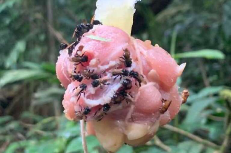 Conheça a abelha da Costa Rica que produz mel a partir da carne