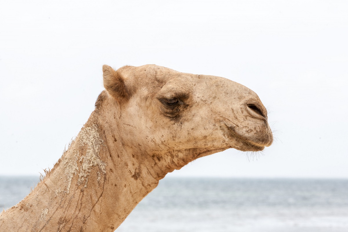Concurso de beleza na Arábia Saudita desqualifica 40 camelos por uso de Botox