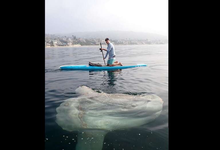 VÍDEO: americano passeia de stand-up paddle na costa da Califórnia e encontra peixe-lua gigante
