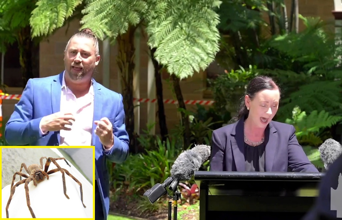 VÍDEO: aranha gigante interrompe coletiva de imprensa na Austrália