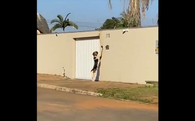 VÍDEO: cachorro é flagrado tocando campainha em casa no Mato Grosso