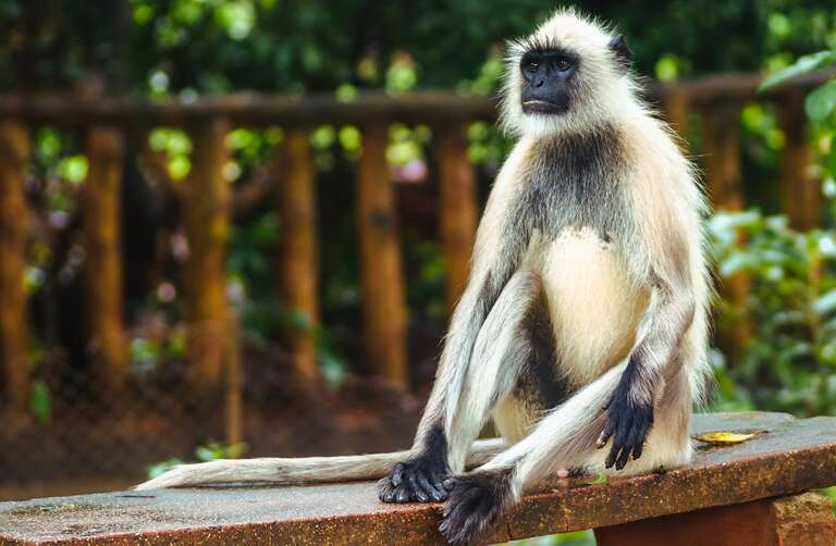 Dois macacos acusados da matança de 250 filhotes de cães são presos na Índia