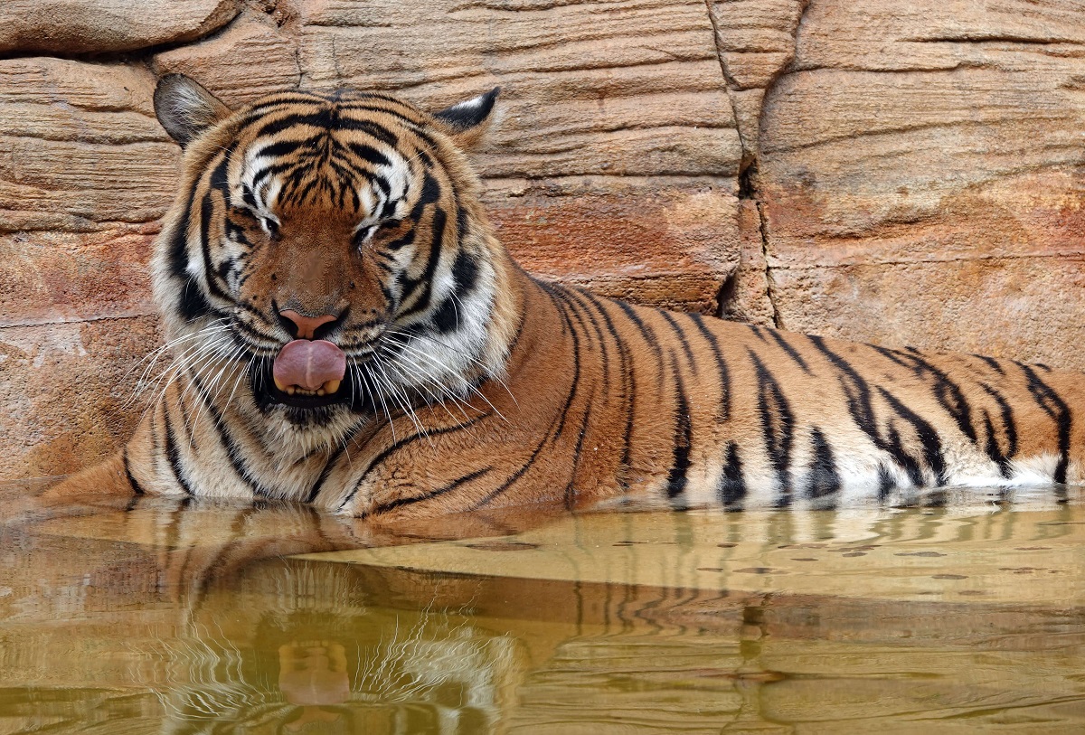 Tigre malaio é morto após morder o braço de funcionário de zoológico na Flórida