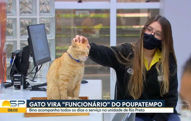 VÍDEO: gato faz sucesso ao “trabalhar” no Poupatempo de São José do Rio Preto
