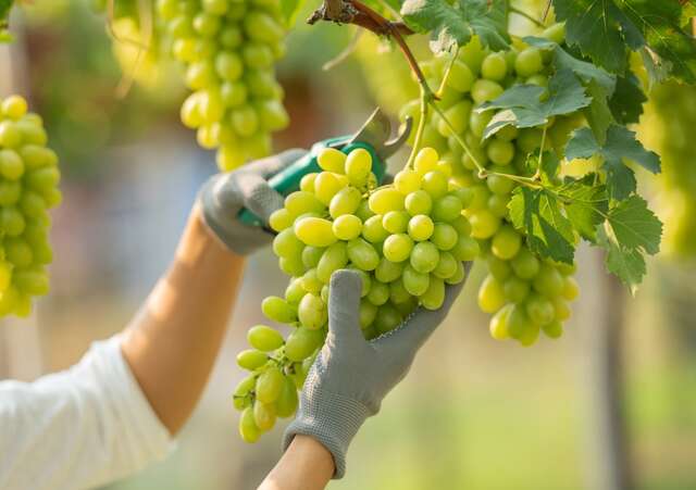 Frutas vermelhas e vinho podem ajudar a reduzir a pressão arterial