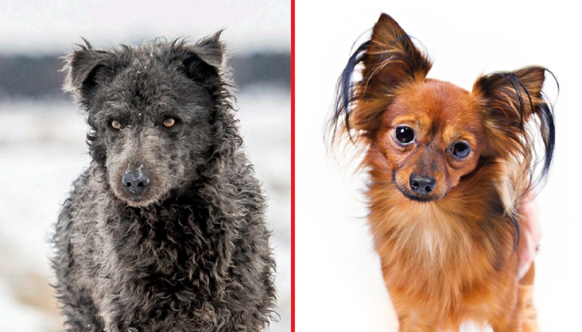 American Kennel Club reconhece duas novas raças de cachorro do mundo