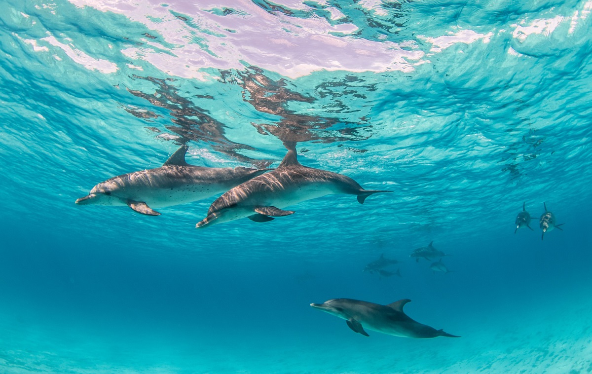 Cientistas descobrem que fêmea de golfinho possui clitóris e pode sentir prazer no sexo