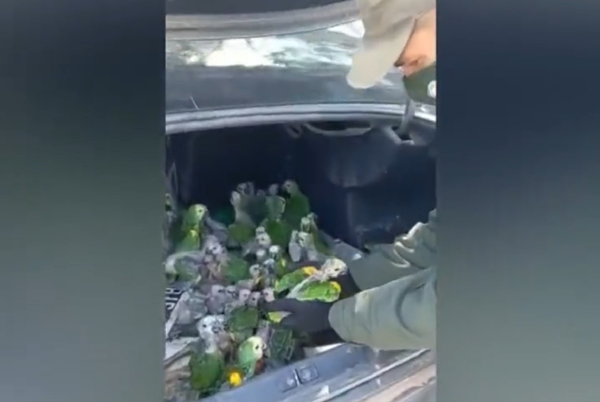 VÍDEO: policiais argentinos encontram 200 papagaios sendo contrabandeados no porta-malas de um carro