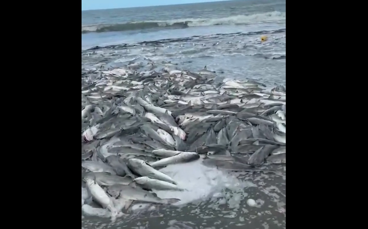 VÍDEO: pesca de 10 toneladas de bagres chama a atenção em Santa Catarina
