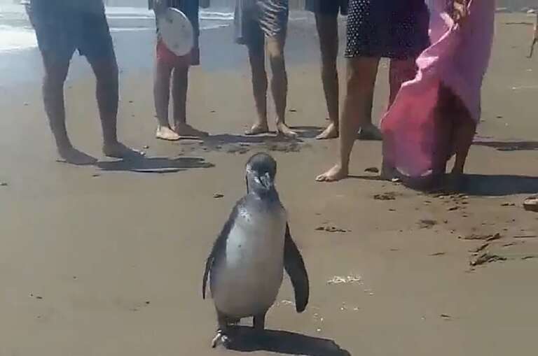 VÍDEO: pinguim surpreende banhistas em praia do Chile