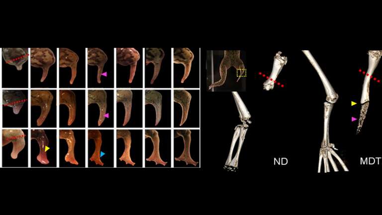 Cientistas conseguem regenerar perna amputada de um sapo