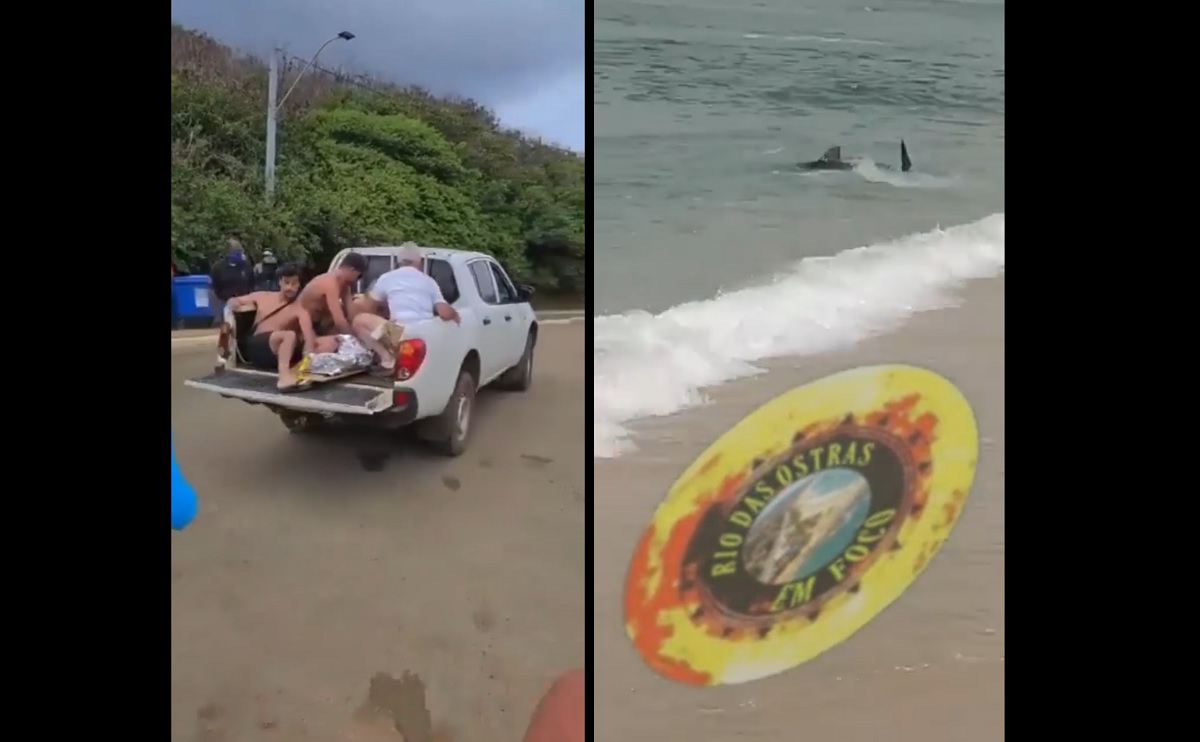 VÍDEO: tubarão ataca criança em Fernando de Noronha e outro encalha em Saquarema