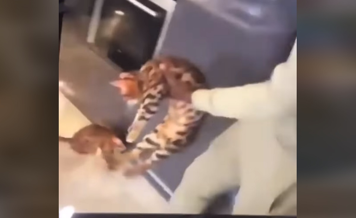 VÍDEO: zagueiro Kurt Zouma, do West Ham, não é investigado por maltratar um gato