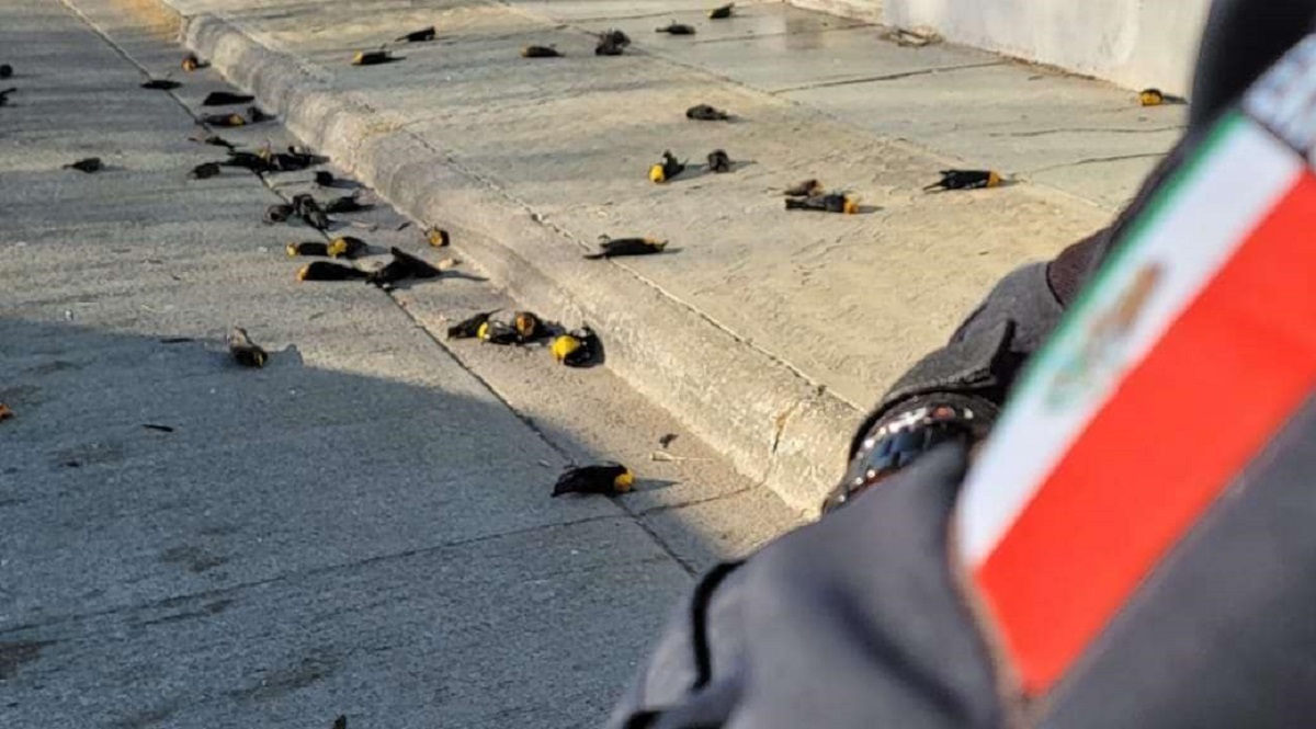 VÍDEO: 100 aves caem mortas de forma repentina no estado de Chihuahua, no México