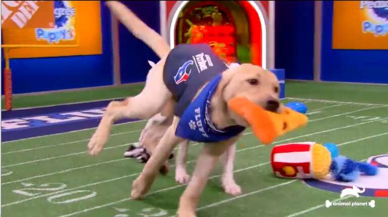 Em meio ao Super Bowl LVI, filhotes de cachorro participavam do Puppy Bowl XVIII nos EUA