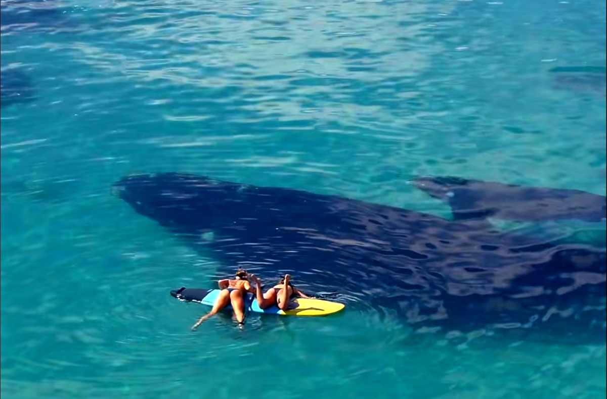 VÍDEO: baleias nadam debaixo de prancha em praia da Austrália e cena se torna viral