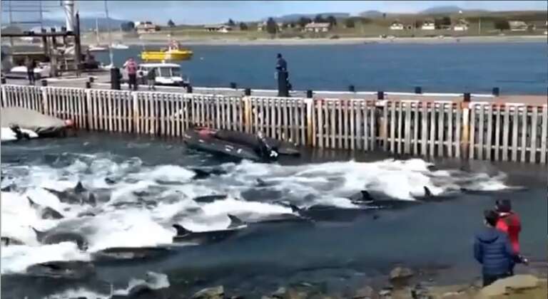 VÍDEO: dezenas de golfinhos ficam encalhados em iate clube de Ushuaia, na Argentina