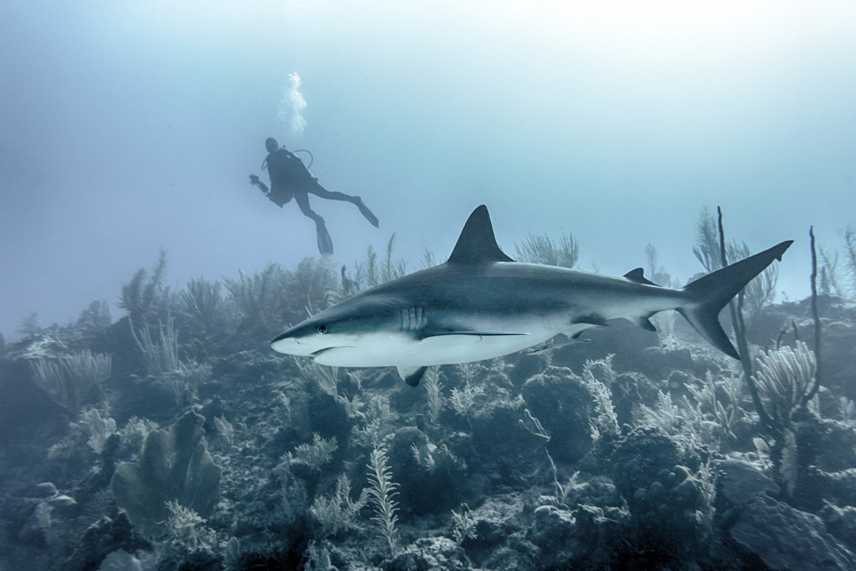 Mergulhador é atacado e morto por tubarão em praia na região de Sidney, na Austrália