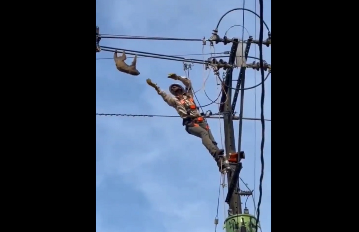 VÍDEO: filhote de preguiça é resgatado de cabo de energia na Colômbia