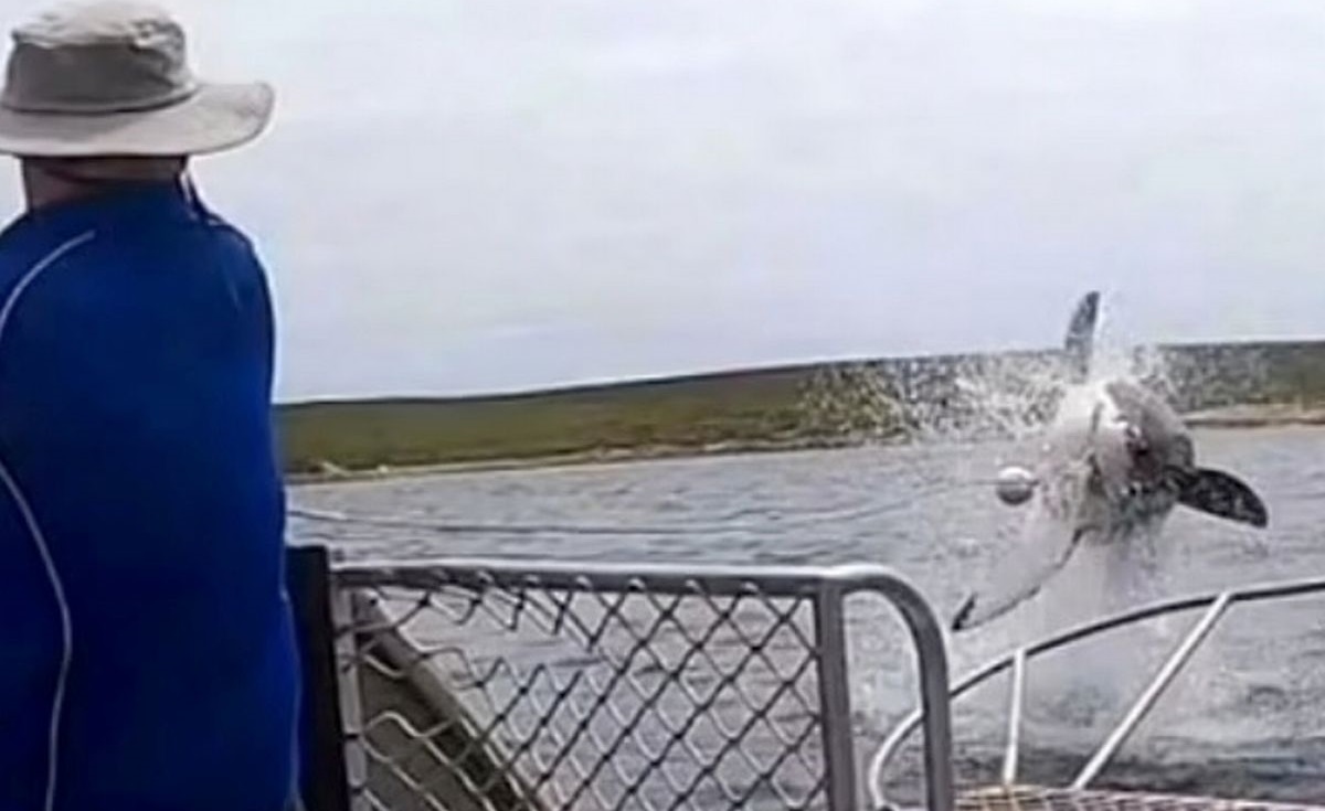 VÍDEO: tubarão-branco salta e deixa turistas impressionados na Austrália