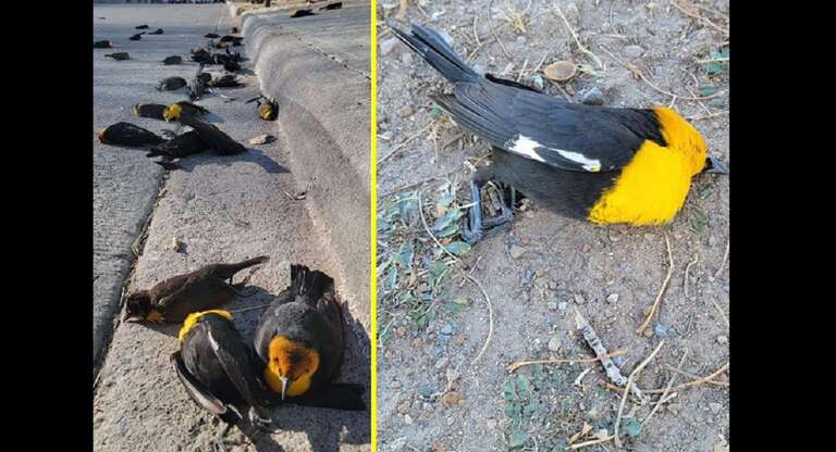 As 100 aves que morreram de forma repentina no México foram vítimas de choque elétrico