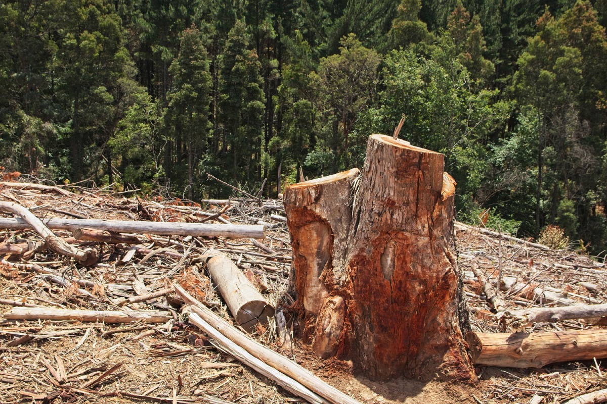 Com o fim das Farc e período de paz, desmatamentos aumentaram na Colômbia