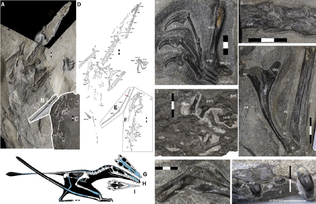 Descoberto na Escócia o maior pterossauro do período Jurássico