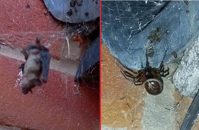 Imagem de aranha que capturou morcego no Reino Unido surpreende a internet