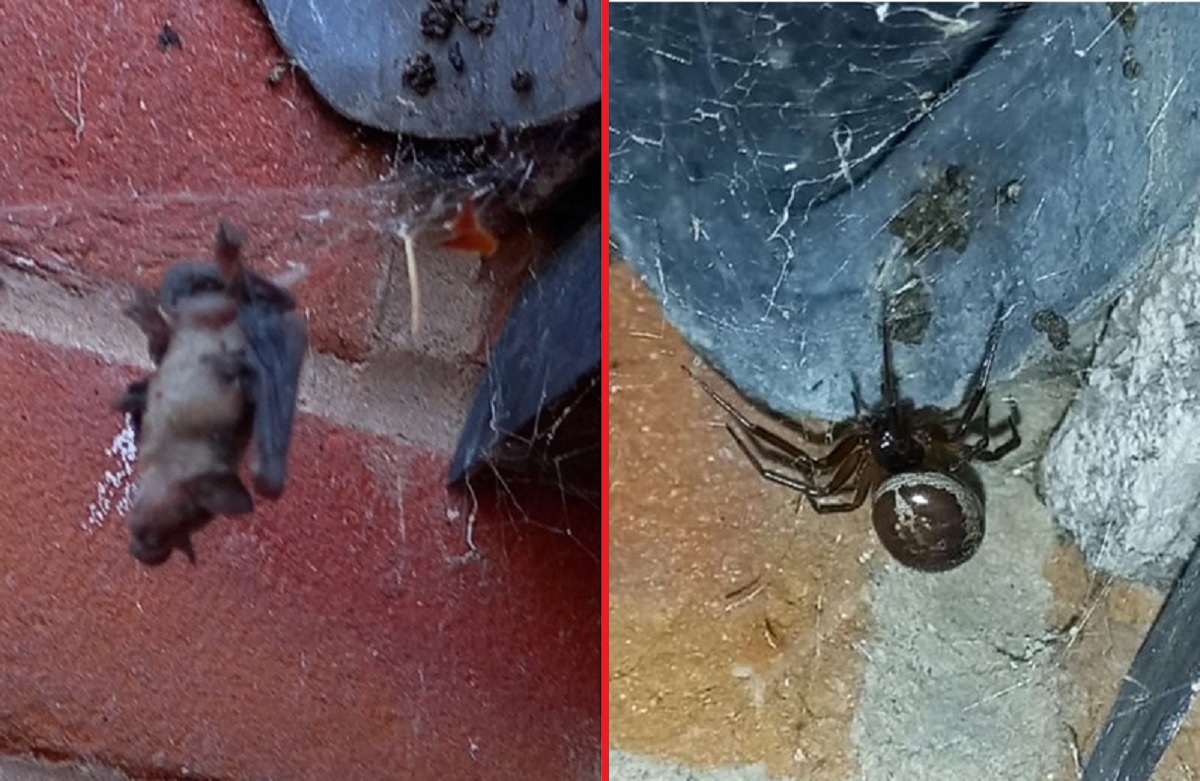 Imagem de aranha que capturou morcego no Reino Unido surpreende a internet  - Bizarrice - Trends BR