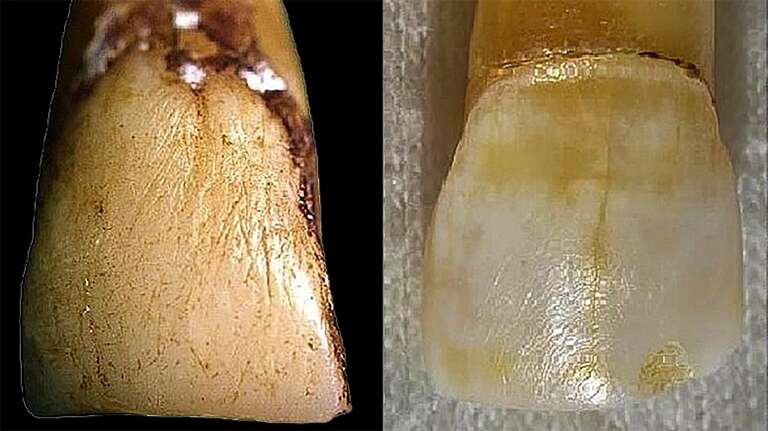 Desgaste em dente de macaco-japonês pode mudar a evolução humana, diz estudo