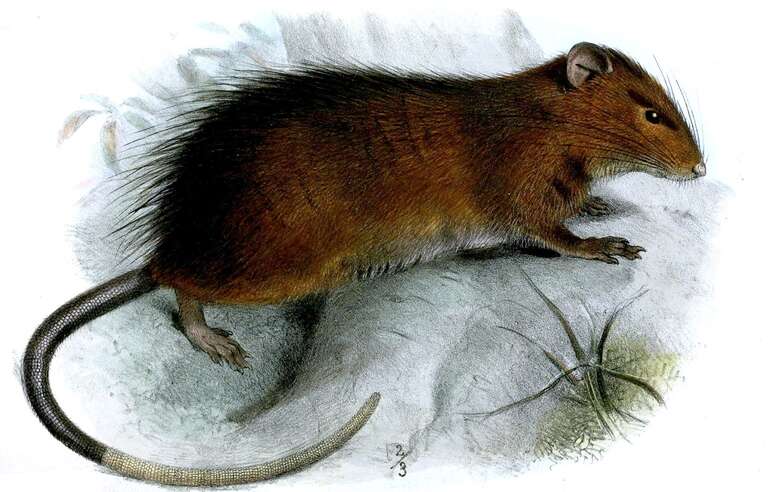 Cientistas estão prestes a ressuscitar um rato extinto há 120 anos