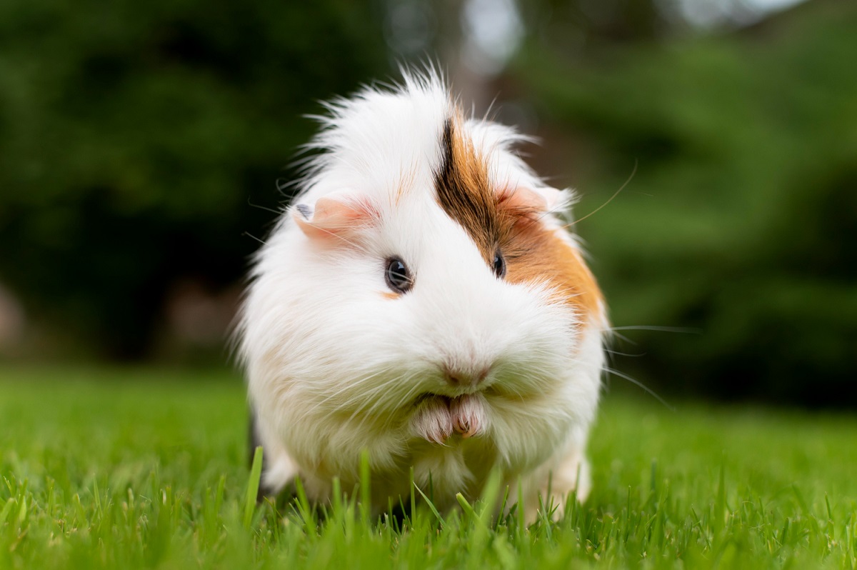 Dia dos Animais: hamster de estimação pode transmitir covid-19?