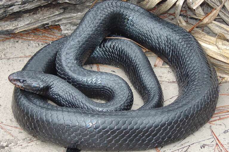Cobra rara é encontrada no Alabama (EUA) pela segunda vez em 60 anos
