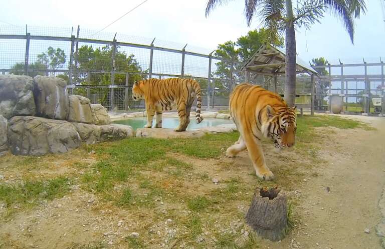 Homem é atacado por tigre em santuário de animais da Flórida, nos EUA