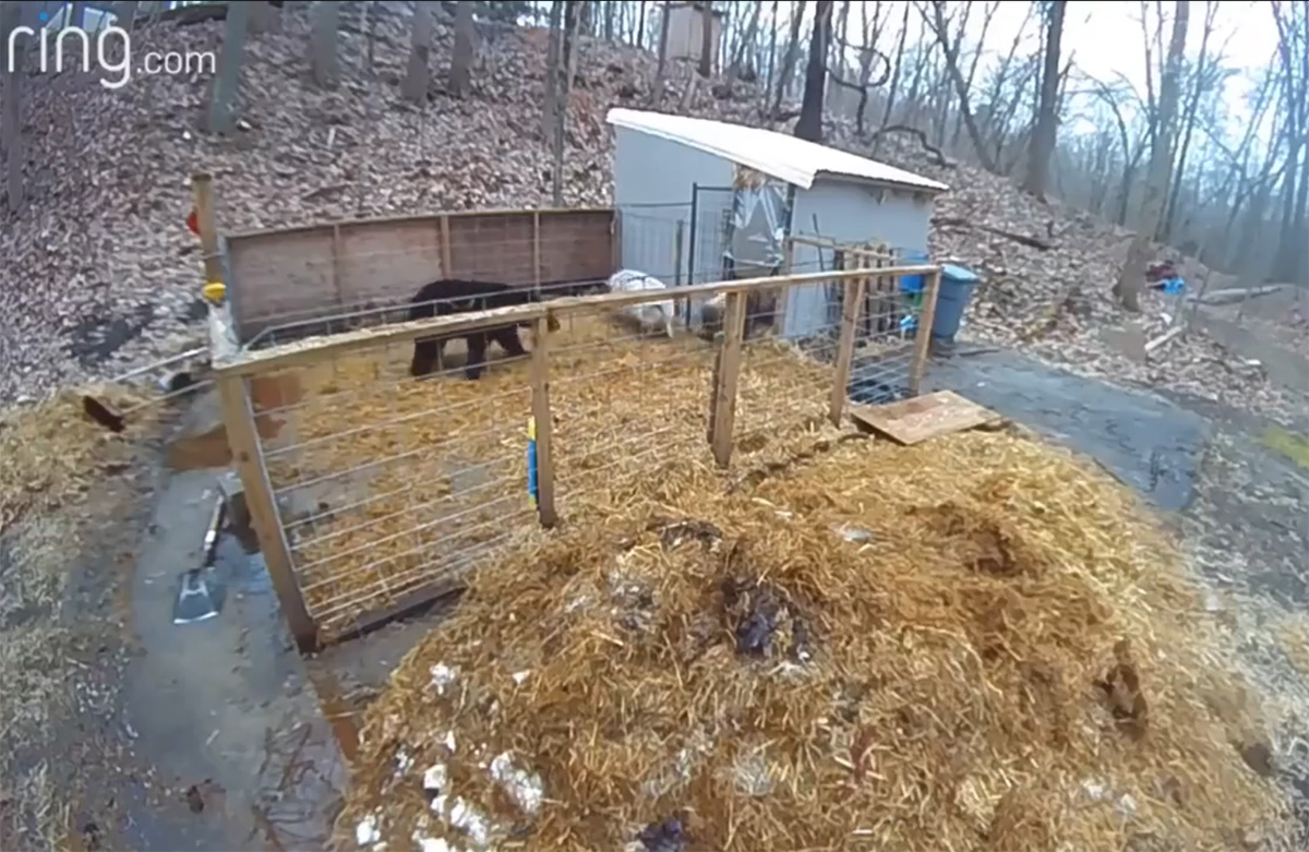 Vídeo de porcos expulsando urso de chiqueiro nos EUA se torna viral na internet