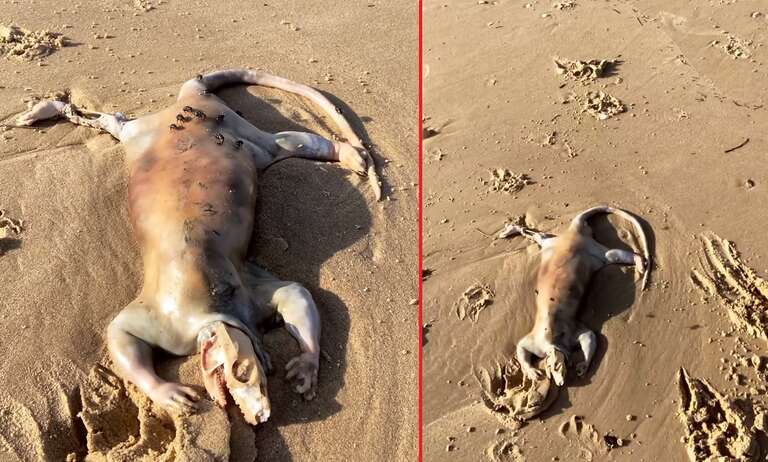 Criatura "misteriosa" é encontrada na praia Maroochydore, na Austrália
