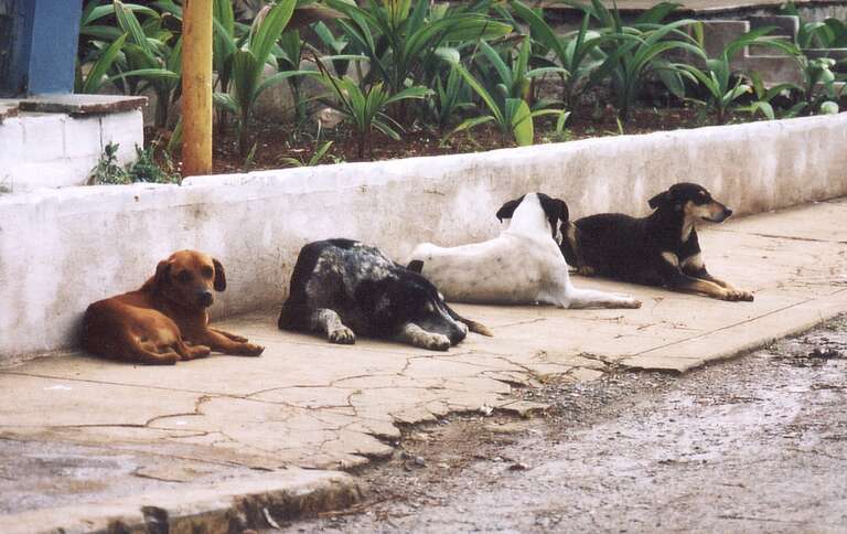 Matilha de cães de rua mata homem na província de San Juan, na Argentina
