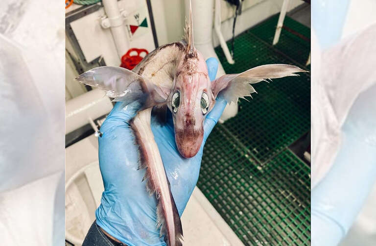 Pescador publica foto de peixe bizarro e internautas acham que é filhote de “dragão”