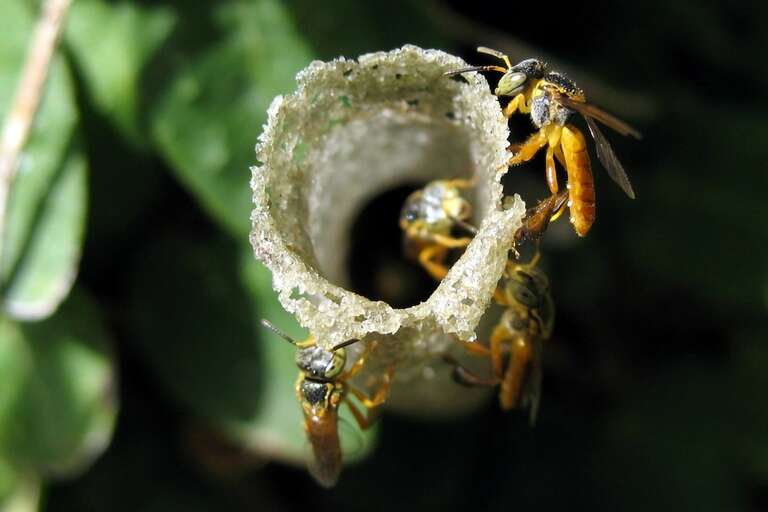 Abelhas da espécie jataí criam "barreira sanitária" para impedir que companheiras infectadas entrem na colmeia
