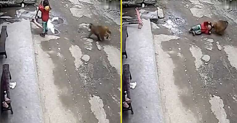 VÍDEO: macaco ataca criança e a arrasta pelo cabelo na China