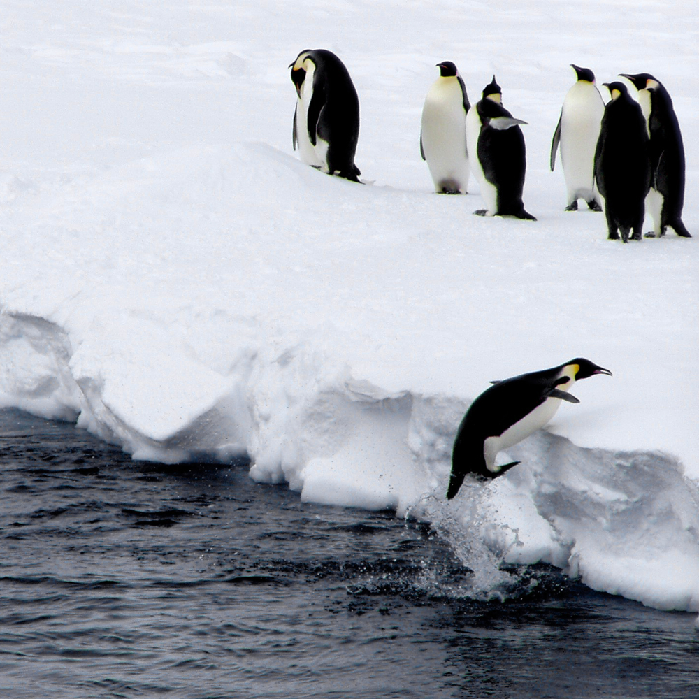 Dia Mundial dos Pinguins: WWF alerta para risco de extinção do pinguim-imperador