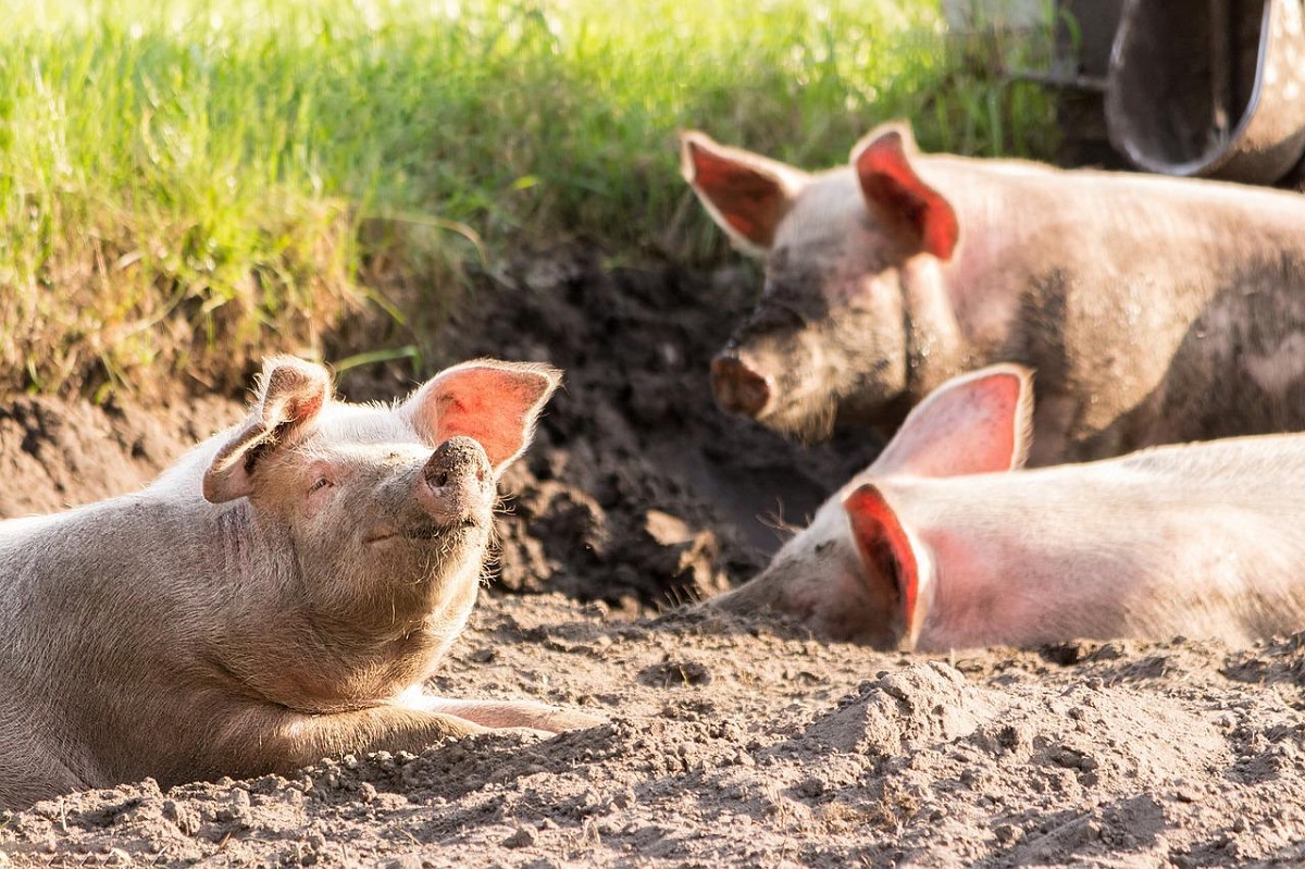 Sperbactérias presentes em porcos podem migrar para os humanos, segundo estudo