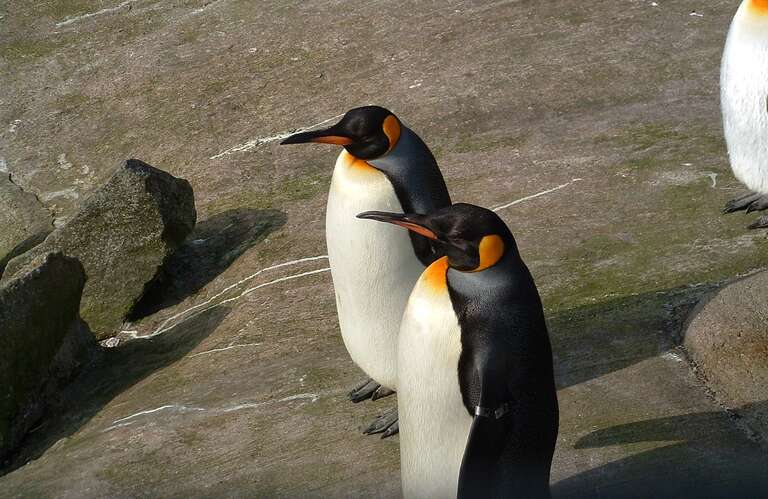 Dia Mundial dos Pinguins: WWF alerta para risco de extinção do pinguim-imperador