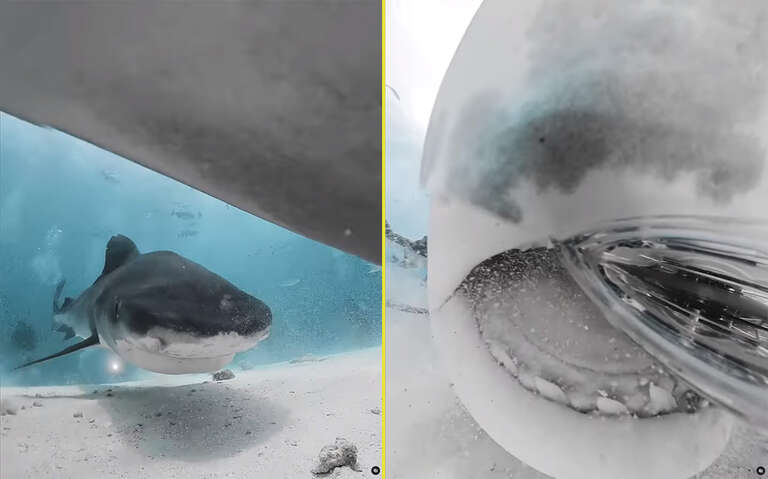 VÍDEO: saiba como é ser “engolido” por um tubarão