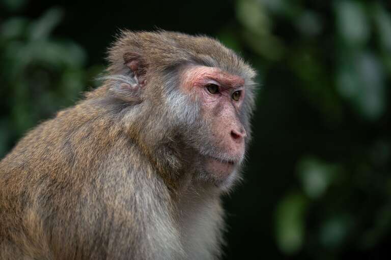 Tribunal suspende julgamento na Índia após macaco roubar evidências de crime