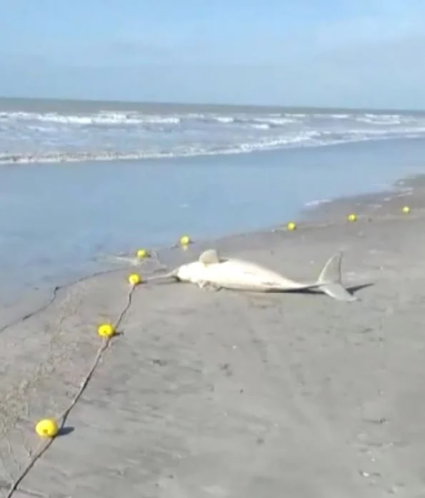 VÍDEO: homem captura golfinho em praia da Argentina e leva para casa, causando revolta na web