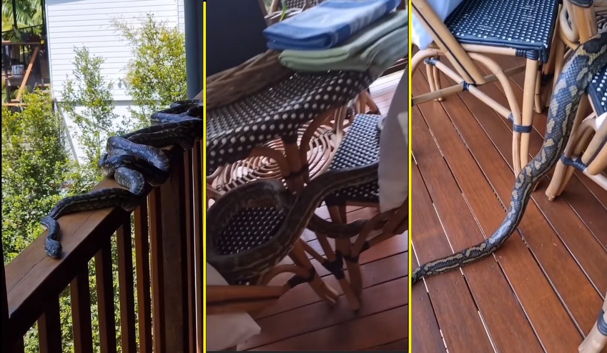 Família da Austrália chama apanhador de cobras após encontrar quatro pítons na varanda