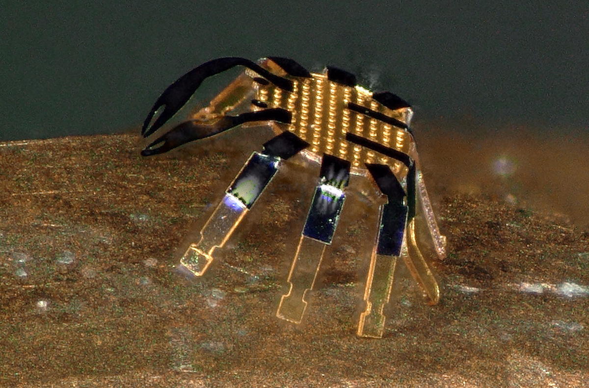 Cientistas criam o menor robô do mundo, que parece um “caranguejo”, com apenas 0,5 mm